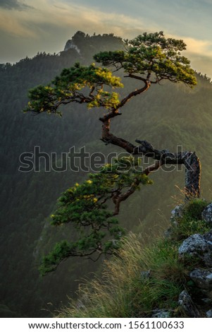 Natural Bonsai. Very old pine growing on top of the Sokolica mountain in the Polish mountains. Unfortunately, it is no longer in this form. It was damaged by a helicopter rotor blast during a rescue o