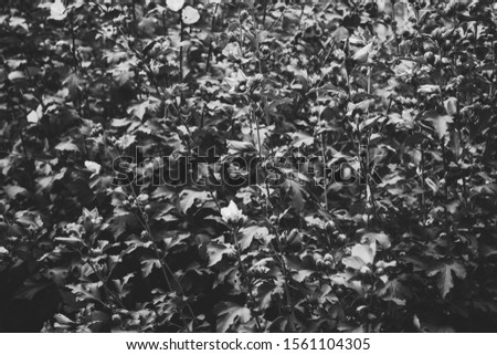 Photo of an Hibiscus garden plant with flowers in bloom in black and white monochrome colors