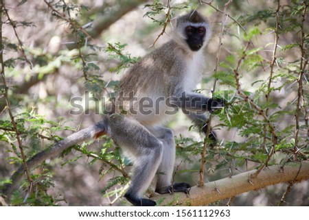 Vervet monkey in the National Reserve of Africa, Kenya