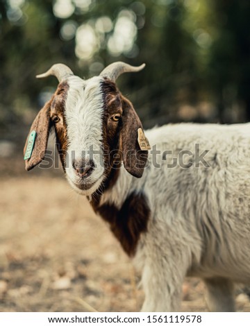 Grazing goats in Bidwell Park.