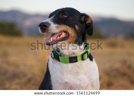 beautiful dog modeling to camera with good landscape