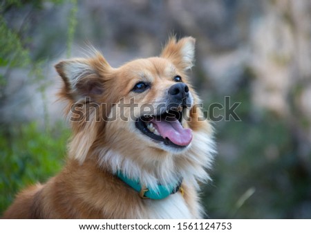 beautiful dog modeling and looking to camera with cutie landscape