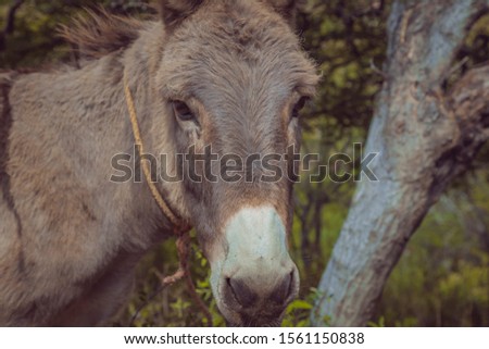 flat detail of the head of a donkey