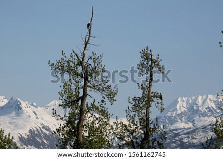 Bald Eagle in a tree with mountain background with snow