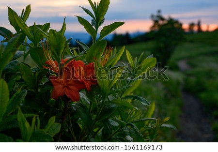 Three Flame Azalea Blooms at Sunrise