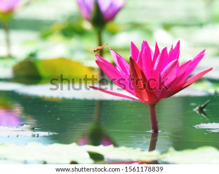 Pink lotus water lily with dragon fly on the flower with lily pads