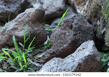 rocks that are on the banks of the river surrounded by wild grass