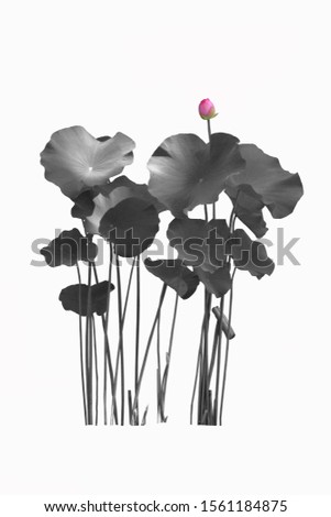 Picture of a black and white lotus flower, but a pink lotus flower isolated on a white background.