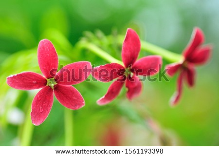 red ,pink flower ,Combretum indicum (Akar Dani, Drunken Sailor, Rangoon Creeper) bokeh background , shallow dept of field and soft focus process, natural background