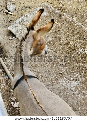 Picture of Donkey taken at Greece 