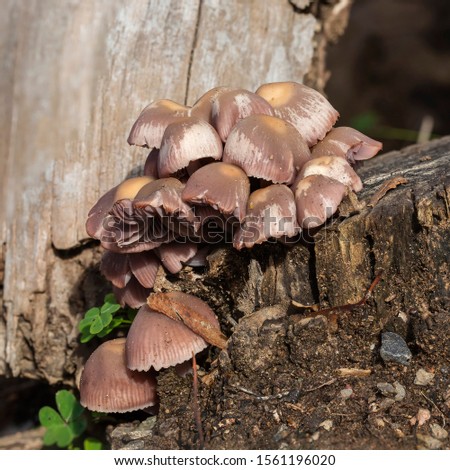 A common fungus found in wet forests is known as Fairy Bonnets. Scientific name Coprinellus disseminatus. 