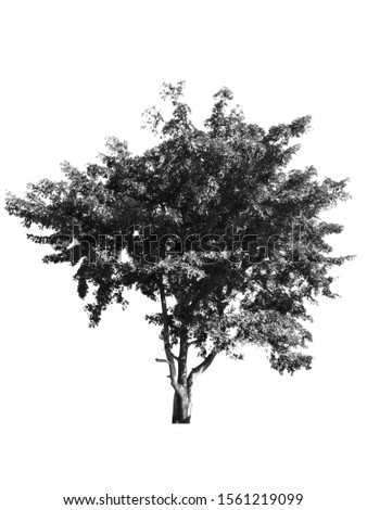 Tree black and white picture isolated on white background