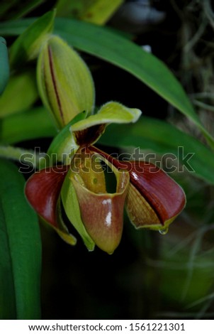The paphiopedilum orchid with dew drops at north of Thailand.