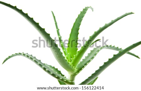 aloe isolated on a white background. One picture from series.