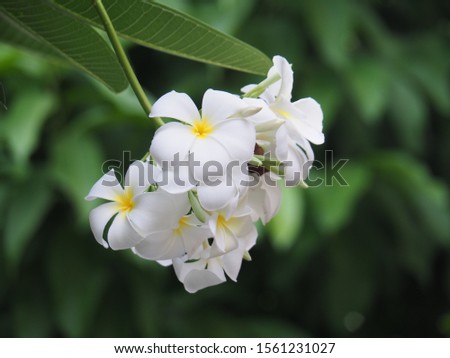Soft frangipani flower or plumeria flower Bouquet on branch tree in morning on blurred background. Plumeria is white and yellow petal and blooming is beauty in garden park.
