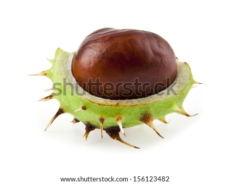 chestnut isolated on a white background.One picture from series.