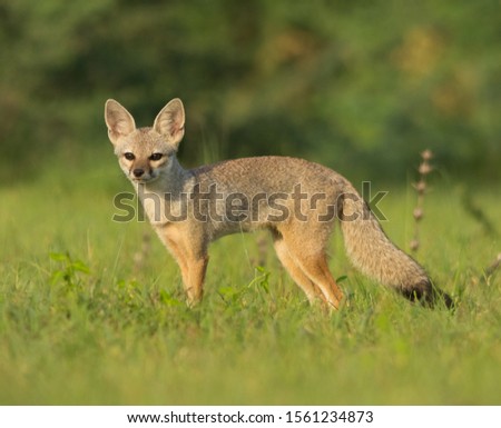 An indian Fox on Green Carpet In evening light.