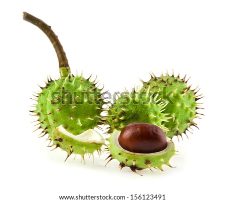 chestnuts are isolated on a white background.One picture from series.