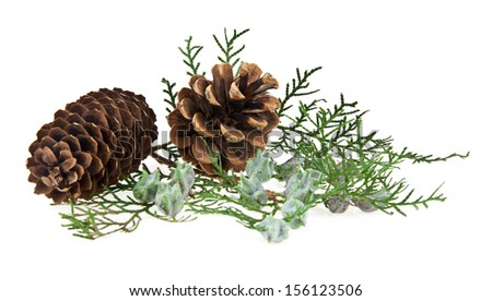 the cones and the branch of a tree on a white background. One picture from series.