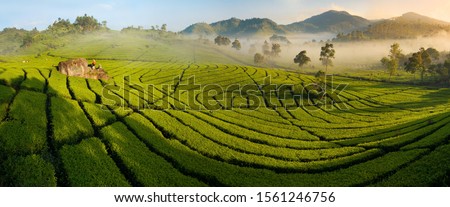 Tea plantation panorama with distant harvesters, at dawn; backdrop of mountains and orange glowing mist in trees; Ciwidey, Bandung, Java, Indonesia; sharp and high-resolution Royalty-Free Stock Photo #1561246756