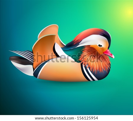 Duck. Mandarin duck. Funny animal personages.