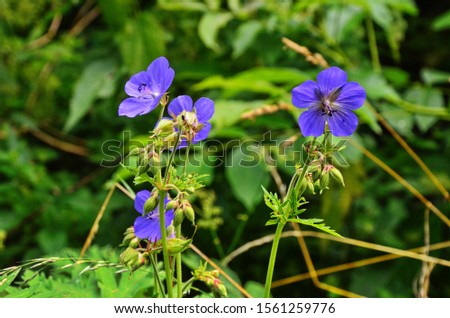 Blue Geraniums flowers under the summer sunlight. Perfect image for: Bush of flowering Geranium maculatum, the Spotted, Wood or Wild Geranium flower, nature and summer landscape.