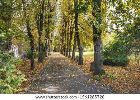 Linden alley in the park in the former estate of the surgeon Pirogov.
