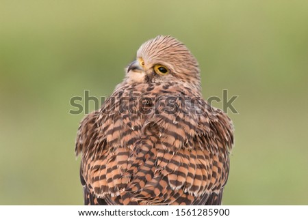 Common Kestrel Profile Picture Looking at the Camera