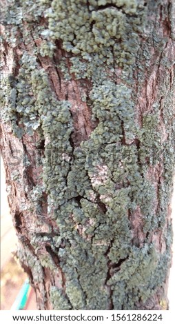 tree bark with moss and lichen