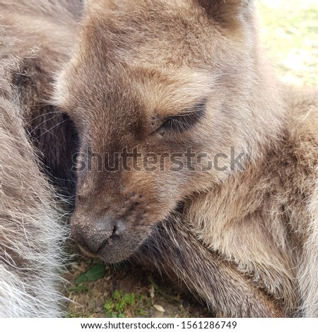 sleeping furry baby Joey kangaroo 