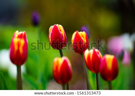 Beautiful tulips in their diverse diversity.