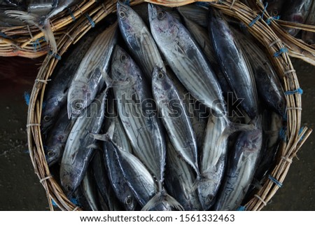 Fresh Skipjack Tuna at Fishing harbour for sale
