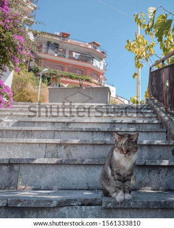 Stray cats on the streets of castelmola, Sicily, Italy
