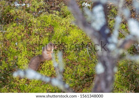 Red Squirrel, Sciurus vulgaris, displaying behaviour seen from above amongst the moss and heather of a pine forest in Scotland during Autumn, November.