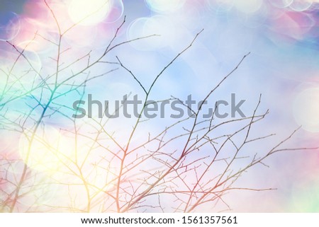 autumn branches without leaves background / abstract seasonal nature background, bare branches, leaves flew around, autumn