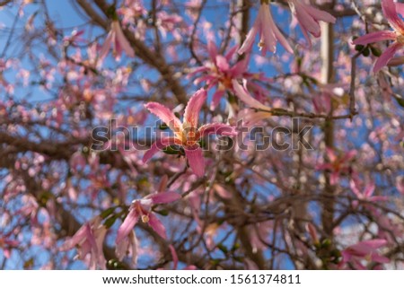 Pink ceiba flowers against the blue sky, tropical flowering. Ceiba speciosa, Chorisia speciosa, silk floss tree. 