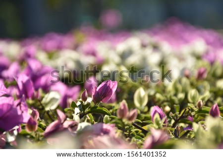 Blurred background  bokeh flowers blooming beautiful texture  white pink purple shiny soft picture