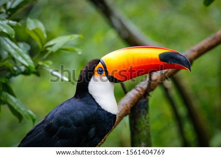 Close up of a Toco Toucan in natural habitat, Pantanal Wetlands, Mato Grosso, Brazil