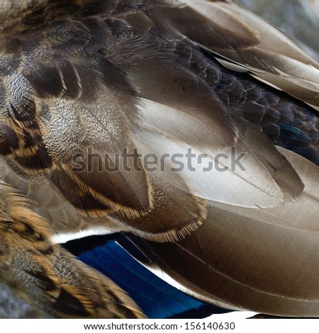 Mallard (Anas platyrhynchos) duck feathers background texture