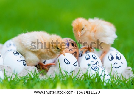 Twin or couple of little chickens friend on green grass or natural background. Sad face on eggs in egg box.