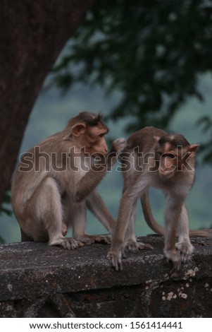Monkeys playing in vicinity of national park.