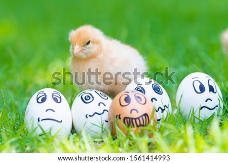 Newborn chick. Cute yellow fluffy chick. Many eggs and many emotions were placed on green grass in beautiful sunlight. 