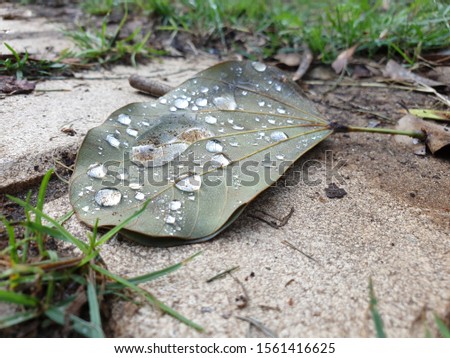 A fallen leaf with transparent drops of rain on the ground in the park.