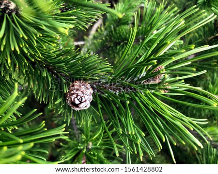 Green pine tree and pine cones.