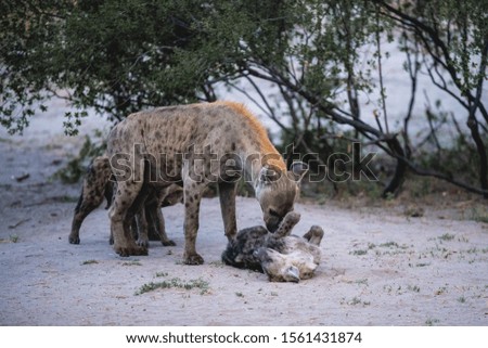 A hyena playing with her cubs on a sandy ground with some trees in the background
