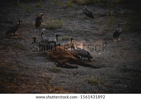 A group of vultures feeding from a dead horse in the middle of the desert