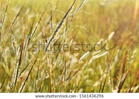 Blur Pictures."Grass nong" has beautiful white hairs around the base,
