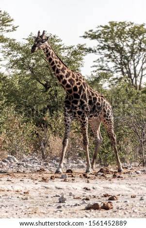 Giraffe (Giraffa camelopardis), Etosha National Park, Namibia