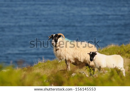 Sheeps with ocean in the background