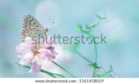 Beauty of nature. Gentle natural background in blue pastel colors and one butterfly in the sunrise with bokeh. Beautiful spring - summer meadow, inspiration nature.